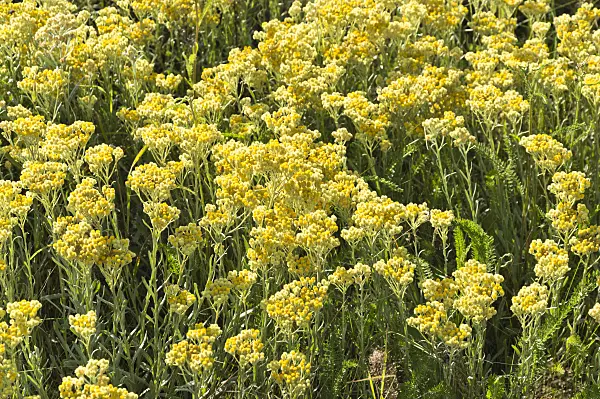 510128 - Dwarf everlasting (Helichrysum arenarium)