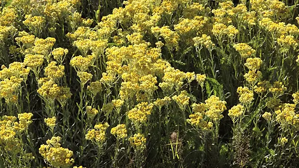 510132 - Dwarf everlasting (Helichrysum arenarium)