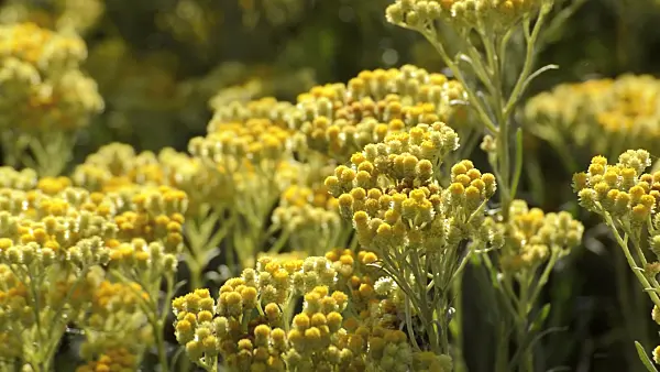 510133 - Dwarf everlasting (Helichrysum arenarium)