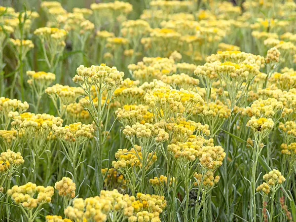 511059 - Dwarf everlasting (Helichrysum arenarium)