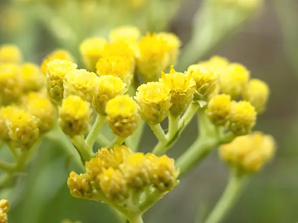 511060 - Dwarf everlasting (Helichrysum arenarium)