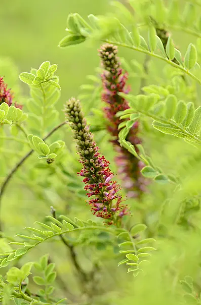 521183 - Dwarf false indigo (Amorpha nana)