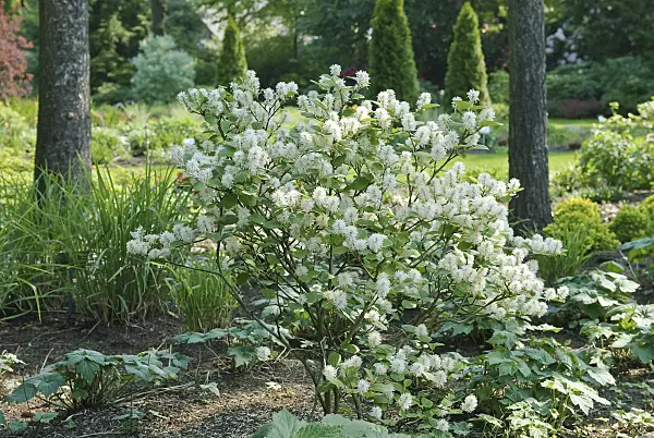 502202 - Dwarf fothergilla (Fothergilla gardenii)