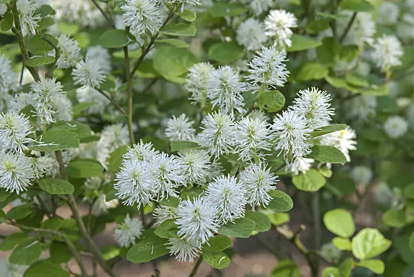 502203 - Dwarf fothergilla (Fothergilla gardenii)