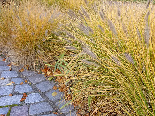 442128 - Dwarf fountain grass (Pennisetum alopecuroides)