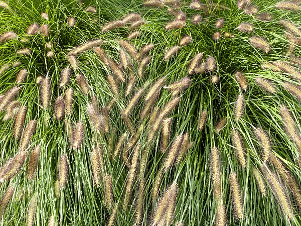 464075 - Dwarf fountain grass (Pennisetum alopecuroides)