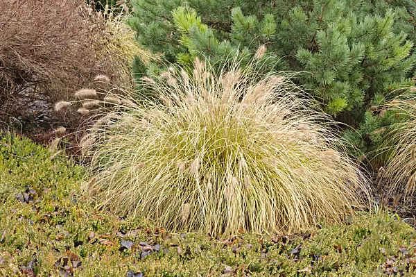 467054 - Dwarf fountain grass (Pennisetum alopecuroides)