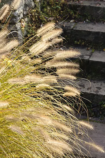 478022 - Dwarf fountain grass (Pennisetum alopecuroides)