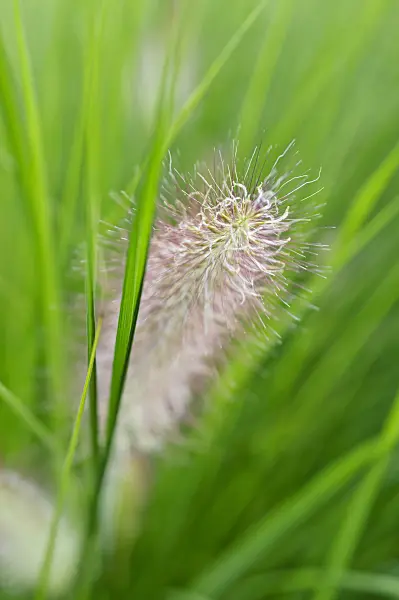 488008 - Dwarf fountain grass (Pennisetum alopecuroides)