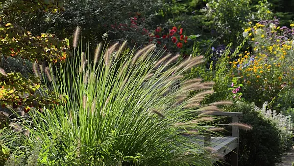 500138 - Dwarf fountain grass (Pennisetum alopecuroides)
