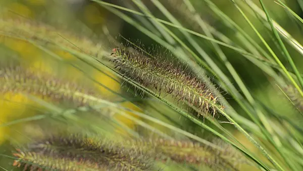 500142 - Dwarf fountain grass (Pennisetum alopecuroides)