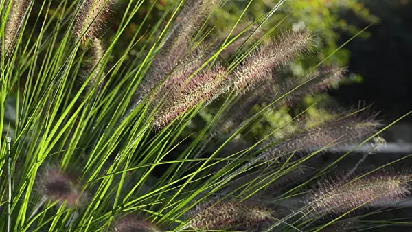 500144 - Dwarf fountain grass (Pennisetum alopecuroides)
