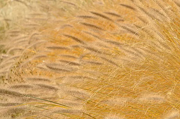 502045 - Dwarf fountain grass (Pennisetum alopecuroides)