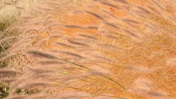502054 - Dwarf fountain grass (Pennisetum alopecuroides)
