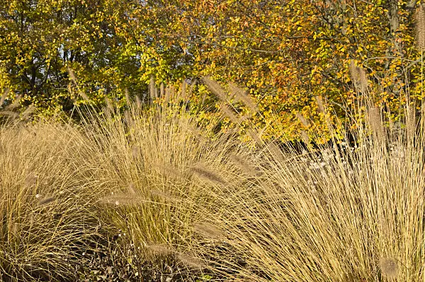 514003 - Dwarf fountain grass (Pennisetum alopecuroides)