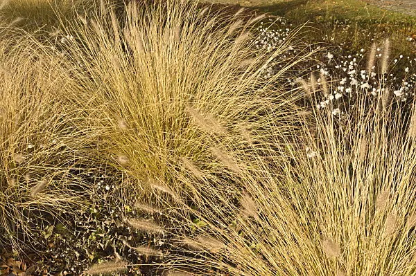 514004 - Dwarf fountain grass (Pennisetum alopecuroides)