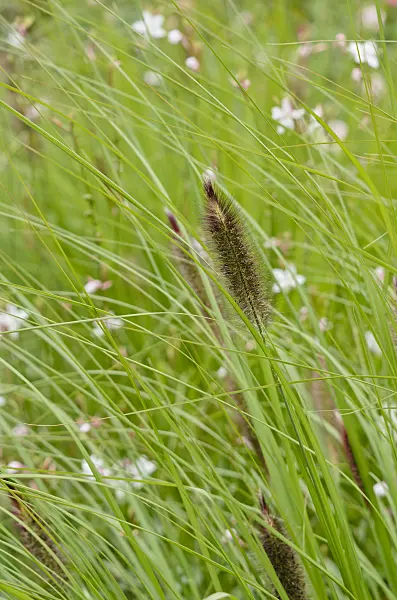 524062 - Dwarf fountain grass (Pennisetum alopecuroides)