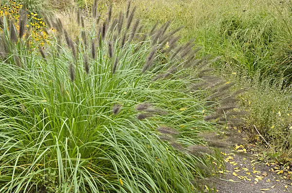 549091 - Dwarf fountain grass (Pennisetum alopecuroides)