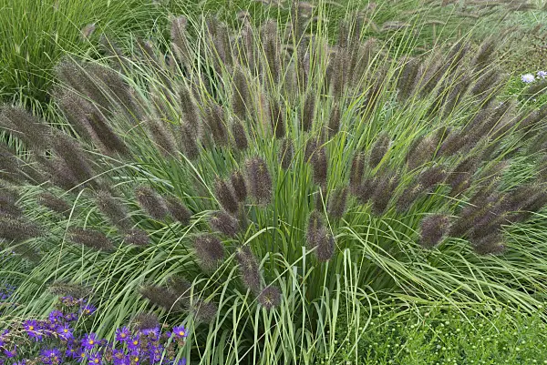 597010 - Dwarf fountain grass (Pennisetum alopecuroides)