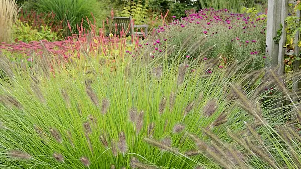 512073 - Dwarf fountain grass (Pennisetum alopecuroides) and asters (Aster)