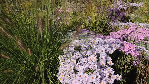 501041 - Dwarf fountain grass (Pennisetum alopecuroides) and bushy aster (Aster dumosus 'Herbstgruss vom Bresserhof')