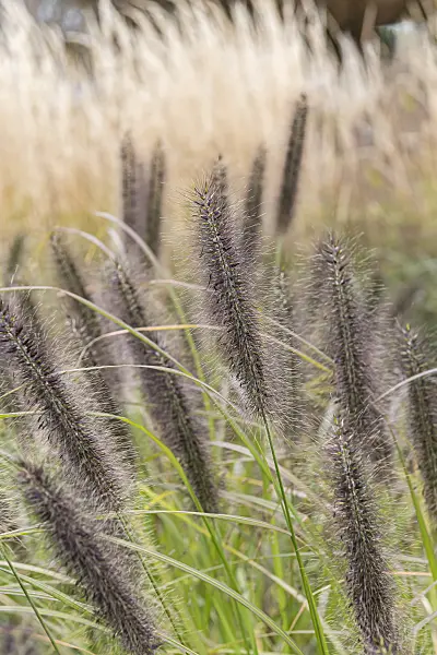 651424 - Dwarf fountain grass (Pennisetum alopecuroides 'Black Beauty')