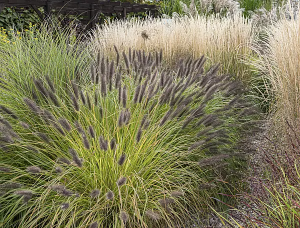 651425 - Dwarf fountain grass (Pennisetum alopecuroides 'Black Beauty')
