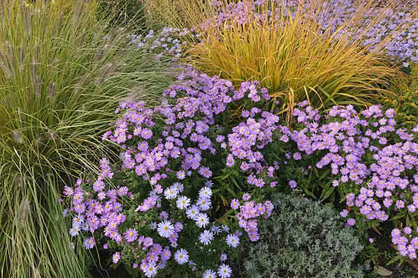 489111 - Dwarf fountain grass (Pennisetum alopecuroides), bushy aster (Aster dumosus 'Herbstgruss vom Bresserhof') and tall moor grass (Molinia arundinacea)