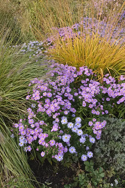 489112 - Dwarf fountain grass (Pennisetum alopecuroides), bushy aster (Aster dumosus 'Herbstgruss vom Bresserhof') and tall moor grass (Molinia arundinacea)