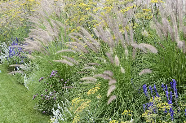 548058 - Dwarf fountain grass (Pennisetum alopecuroides), fennel (Foeniculum vulgare), purpletop vervain (Verbena bonariensis) and sages (Salvia)