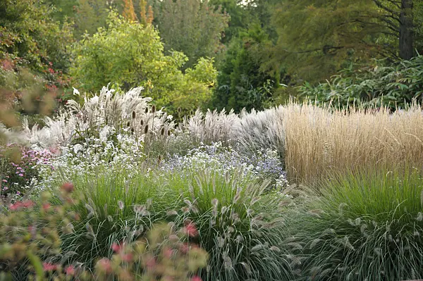 517113 - Dwarf fountain grass (Pennisetum alopecuroides 'Hameln')