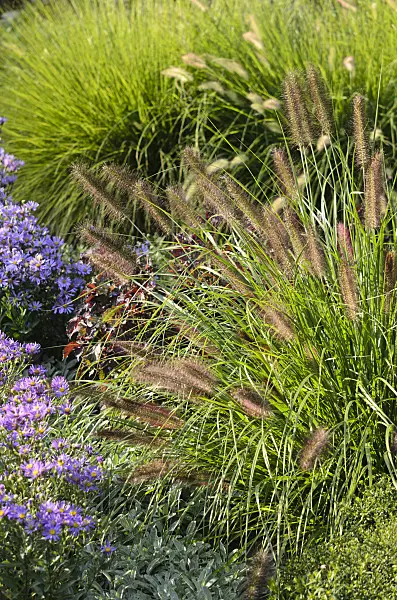 548005 - Dwarf fountain grass (Pennisetum alopecuroides 'Hameln')