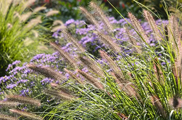 548006 - Dwarf fountain grass (Pennisetum alopecuroides 'Hameln')