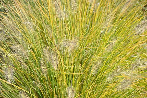 548122 - Dwarf fountain grass (Pennisetum alopecuroides 'Hameln')