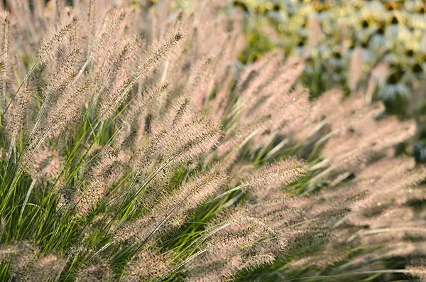 571087 - Dwarf fountain grass (Pennisetum alopecuroides 'Hameln')