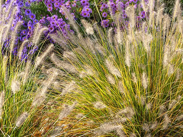 465193 - Dwarf fountain grass (Pennisetum alopecuroides 'Hameln') and aster (Aster)