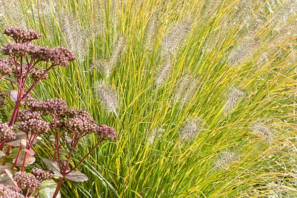 548123 - Dwarf fountain grass (Pennisetum alopecuroides 'Hameln') and orpine (Sedum telephium 'Matrona' syn. Hylotelephium telephium 'Matrona')