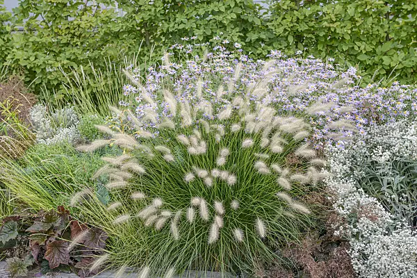 575174 - Dwarf fountain grass (Pennisetum alopecuroides 'Little Bunny')