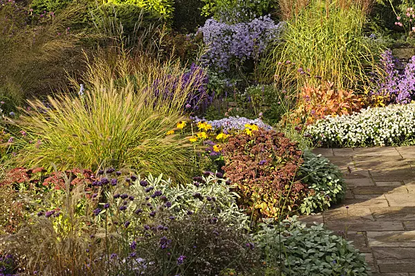 477050 - Dwarf fountain grass (Pennisetum alopecuroides), orpine (Sedum telephium syn. Hylotelephium telephium), aster (Aster) and Chinese silver grass (Miscanthus sinensis)