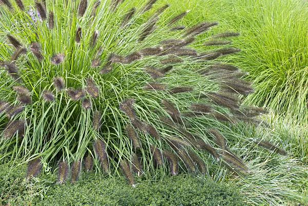 559144 - Dwarf fountain grass (Pennisetum alopecuroides var. viridescens)