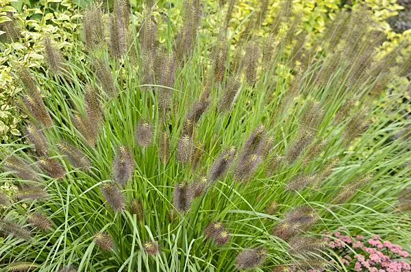 572045 - Dwarf fountain grass (Pennisetum alopecuroides var. viridescens)