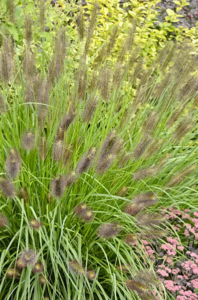 572046 - Dwarf fountain grass (Pennisetum alopecuroides var. viridescens)
