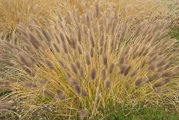607250 - Dwarf fountain grass (Pennisetum alopecuroides var. viridescens)