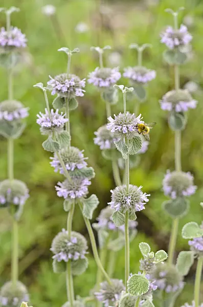 521264 - Dwarf horehound (Marrubium supinum) and bumble bee (Bombus)