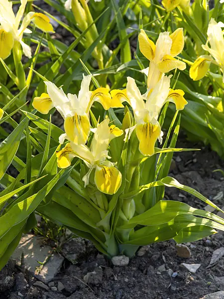 424139 - Dwarf iris (Iris bucharica)