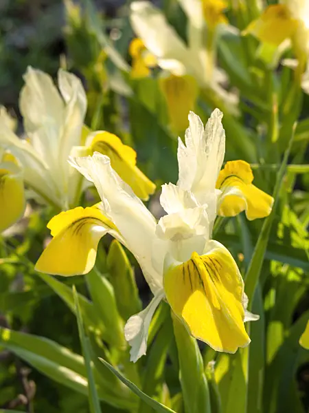 424140 - Dwarf iris (Iris bucharica)