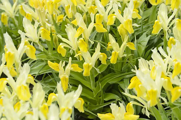 495165 - Dwarf iris (Iris bucharica)