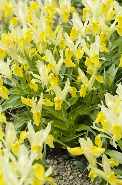 495166 - Dwarf iris (Iris bucharica)