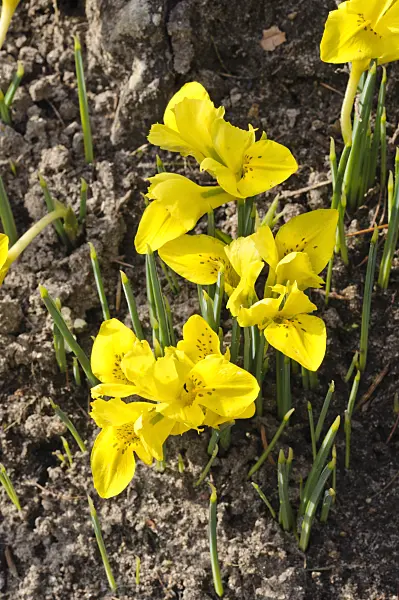470048 - Dwarf iris (Iris danfordiae)