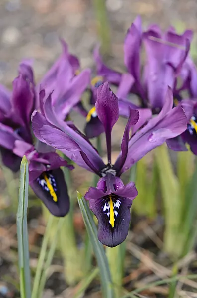 530016 - Dwarf iris (Iris histrioides 'George')